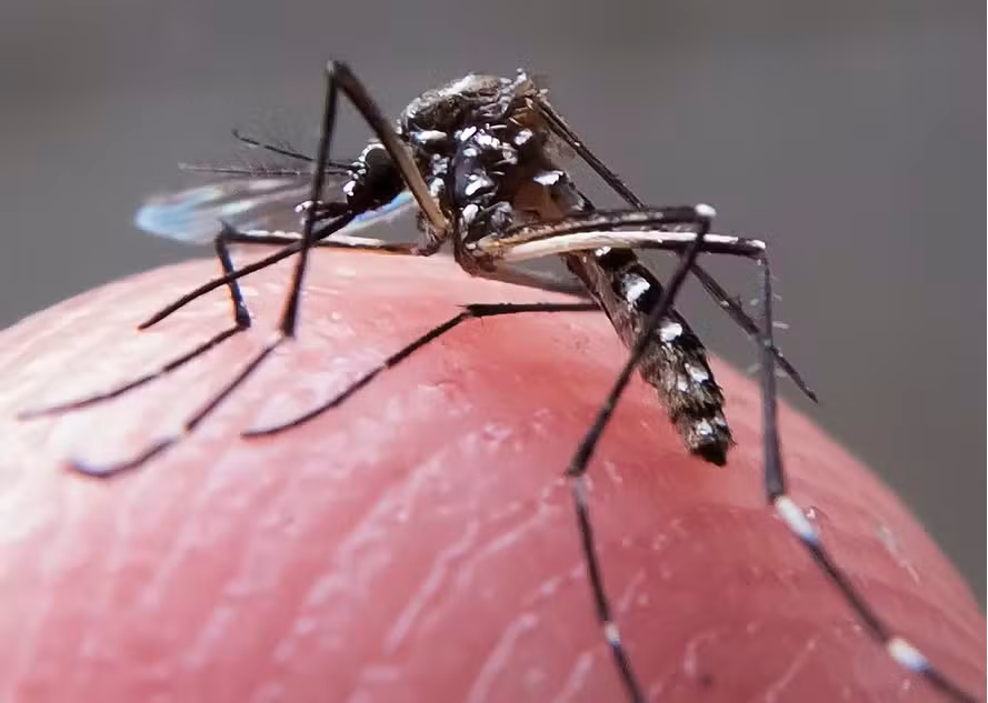 Saiba por que Minas Gerais tem o maior número de casos de dengue em 2024