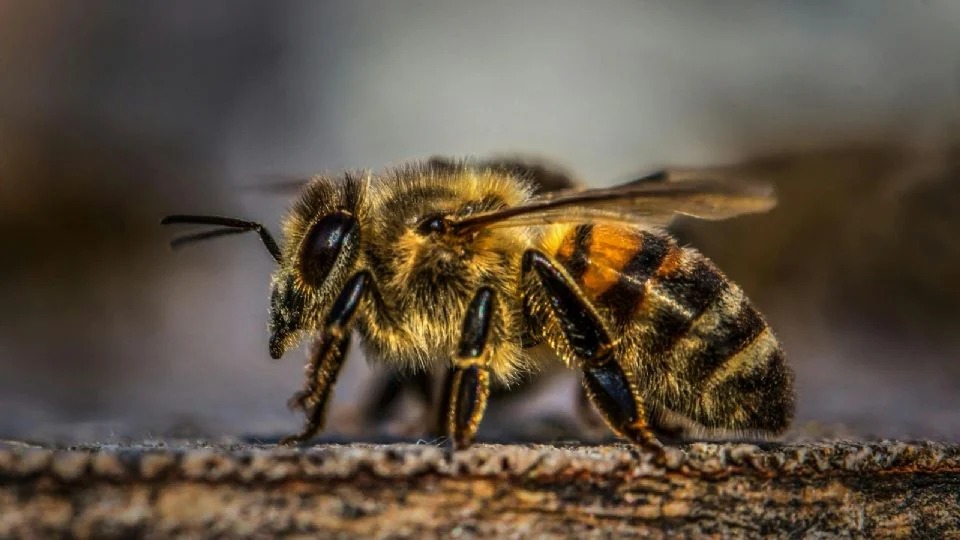 Como os agrotóxicos afetam as abelhas, fundamentais para a segurança alimentar no país