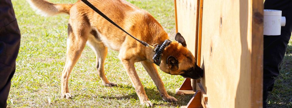 Cães farejadores da Polícia Penal aumentam a eficácia de operações contra às drogas em Minas