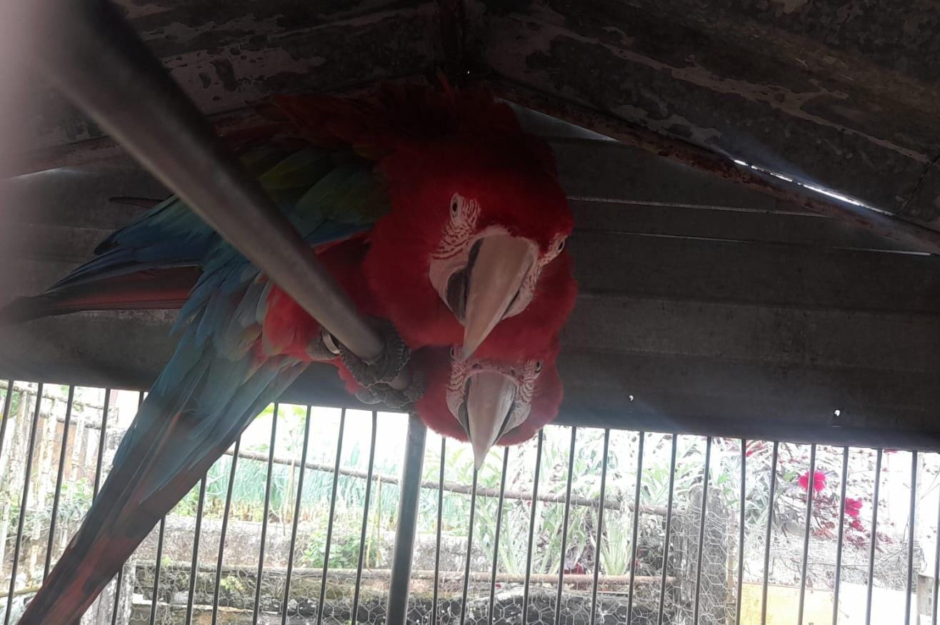 MULTA DE MAIS DE R$78 MIL: ameaçados de extinção, araras-vermelhas e papagaios-verdadeiros são resgatados de cativeiro em MG
