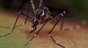 ALERTA GERAL: Congonhas (MG) confirma 1º paciente com vírus dengue sorotipo 2 (DENV-2)