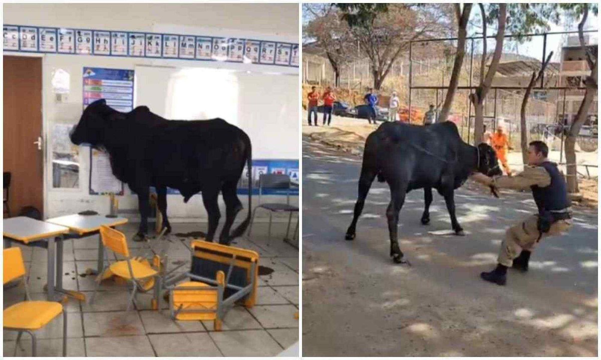 INCRÍVEL OU ABSURDO: boi invade escola, entra em sala de aula e deixa feridos em Minas