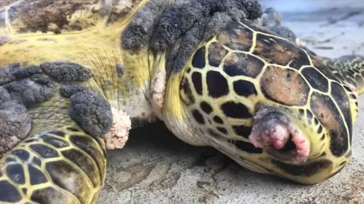 Metais da lama de Mariana (MG) atingem de baleias a tartarugas no litoral do ES